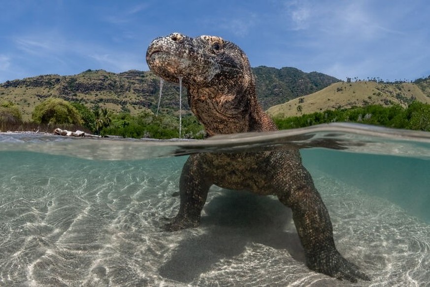 2025 Ocean Photographer Of The Year Awards