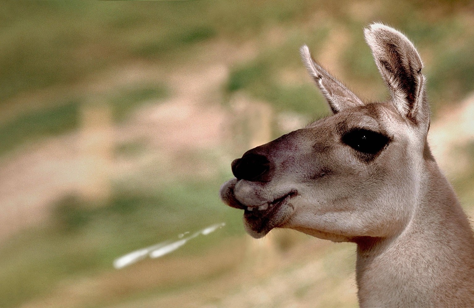 Bildnummer: 56022245 Datum: 04.07.2003 Copyright: imago/blickwinkel
lama (lama glama), spuckend. lama (lama glama), spitting. blws002647, hcs2647 kbdig 2003 quer tiere s�ugetier s�ugetiere paarhufer  ...