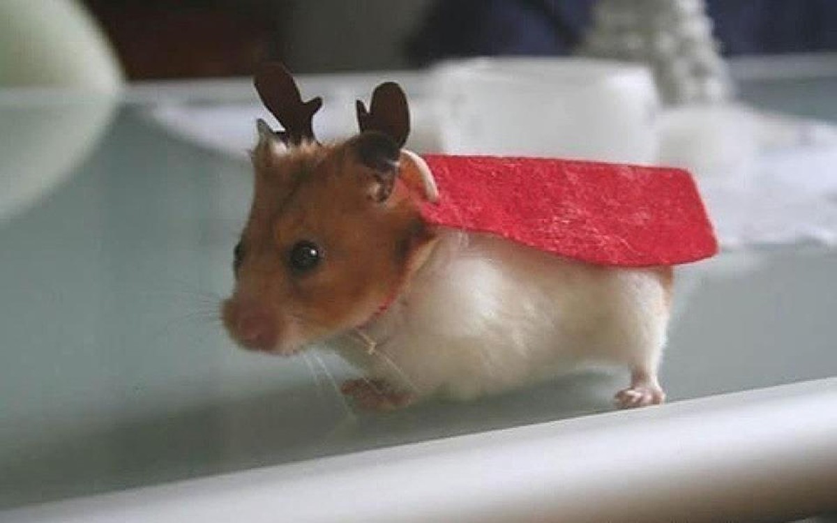Hamster