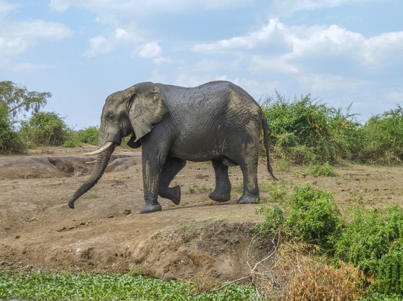 Elephant in Uganda, Sideways shot of an elephant seen at the Queen Elizabeth National Park in Uganda, Africa, Sideways shot of an elephant seen at the Queen Elizabeth National Park in Uganda, Africa,  ...