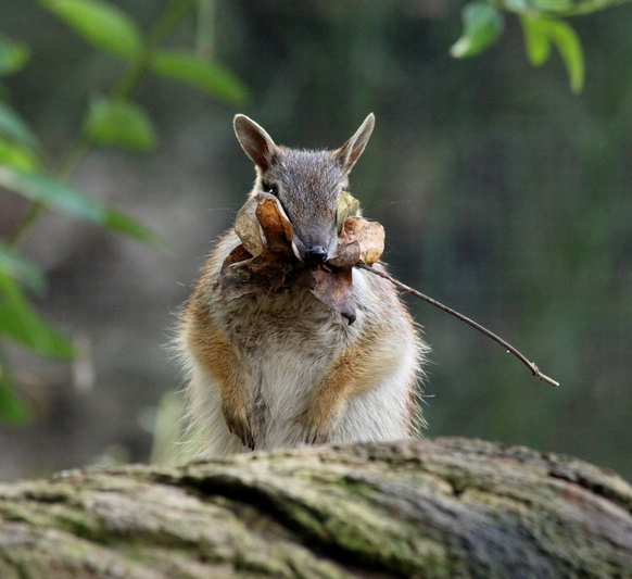 Numbat
https://www.flickr.com/photos/quollism/