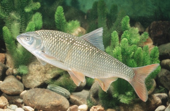 Image number: 56017208 Date: June 26, 2006 Copyright: image/blickwinkel fraünnerfling, donaunerfling, fraünfisch (rutilus pigus virgo), male 50 cm with spawning rash, Germany, Bavaria, Danube danubi ...