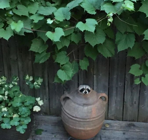 cute news tier raccoon waschbär

https://www.instagram.com/p/Cp70pvkpODK/
