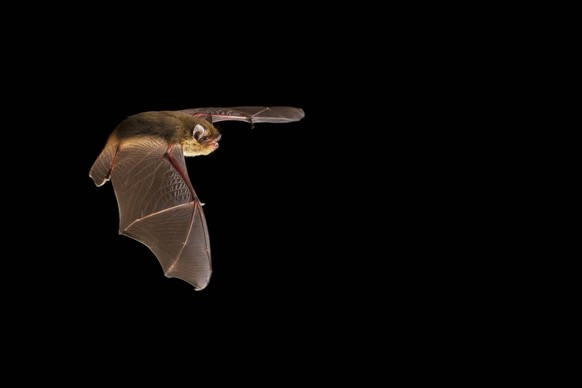 Weissrandfledermaus, Weissrand-Fledermaus Pipistrellus kuhlii, im Flug bei Nacht, Frankreich Kuhl s pipistrelle Pipistrellus kuhlii, in flight in woodland at night, France BLWS634259 *** White-rimmed  ...