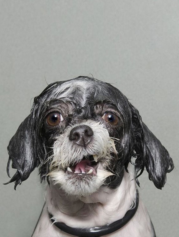 Having Pet Grooming Products On-Hand Is a Must Perros de agua, Perro apestoso, C