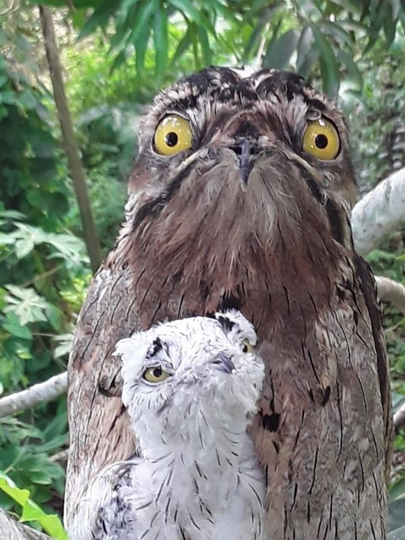 cute news tier eulen

https://www.reddit.com/r/NatureIsFuckingLit/comments/186arvr/potoo_parent_has_anger/