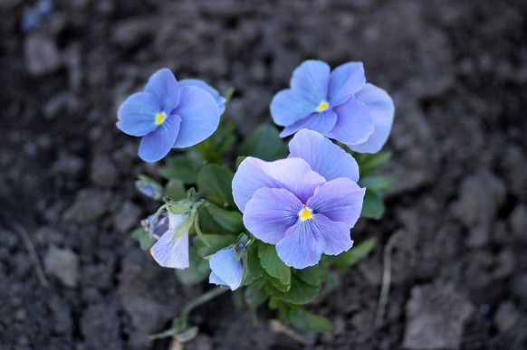 https://pixabay.com/de/stiefm%C3%BCtterchen-blau-blumen-natur-1378194/