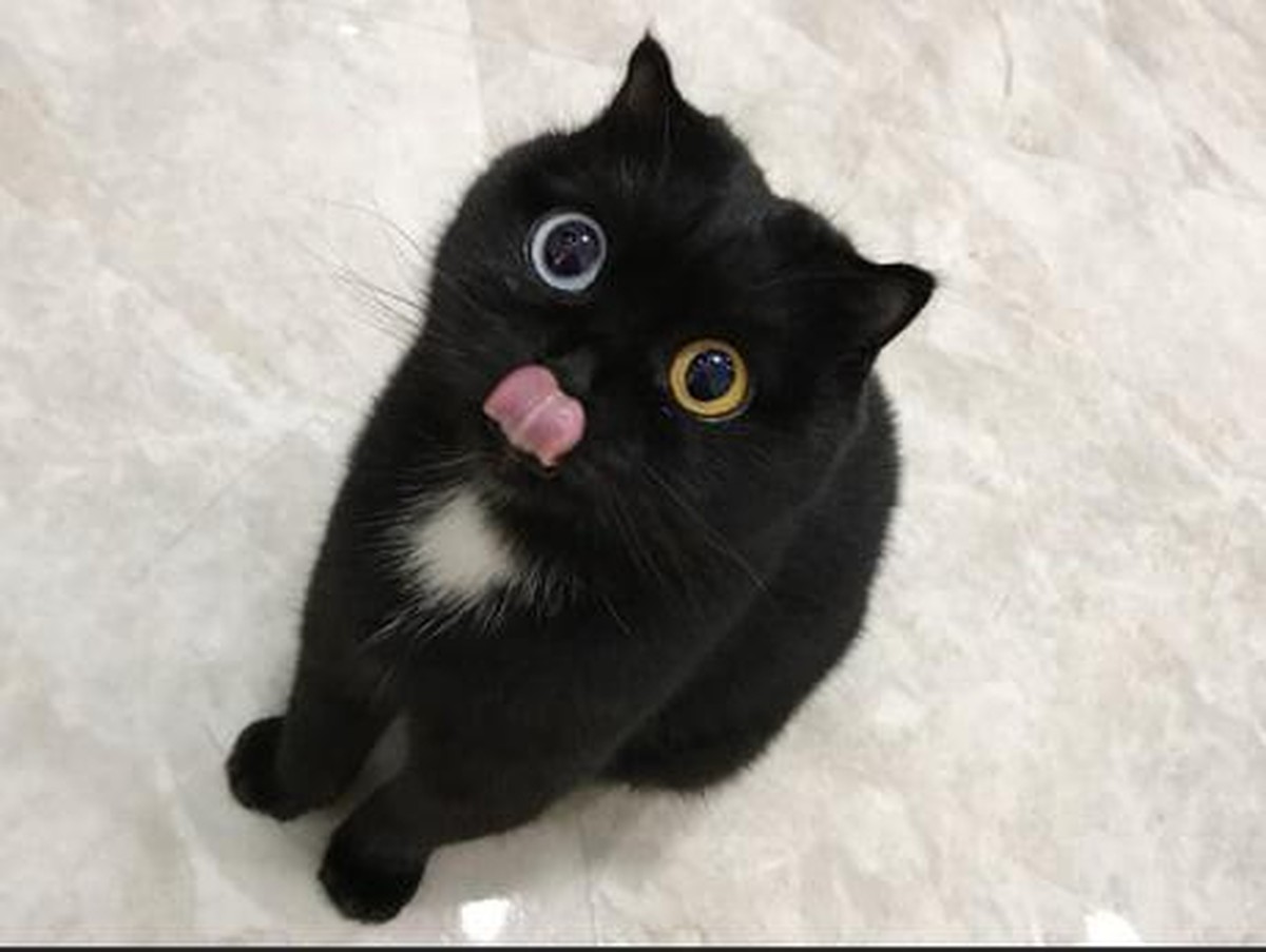 cute news animal tier katze cat

https://www.reddit.com/r/CatsBeingCats/comments/rgk0x8/waiting_for_my_salmon/