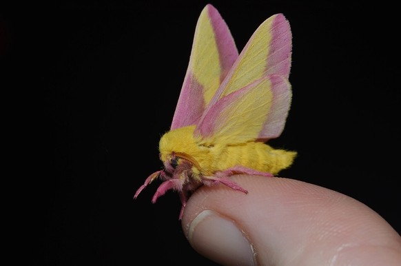 Rosy maple moths are the smallest of the silk moths