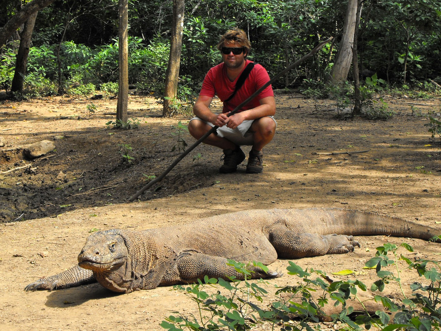 Forrest Galante posiert hinter einem männlichen Komodowaran, auch Komodo-Drache genannt, oder einfach die grösste Echse der Welt. Sie gilt mit ihren noch etwa 3000 Exemplaren als gefährdet. Essen tut  ...