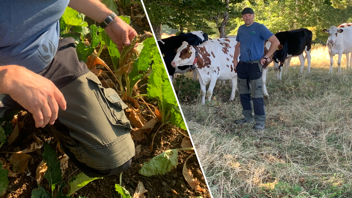 Le Neuchâtelois Damien Humbert-Droz avec ses futures vaches laitières à l'alpage de la Tourne (à droite). Plus bas dans ses terres de Corcelles-Cormondrèche, au pied de plants de betteraves.