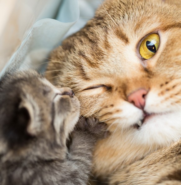 Katzenmutter mit ihrem Jungen Baby