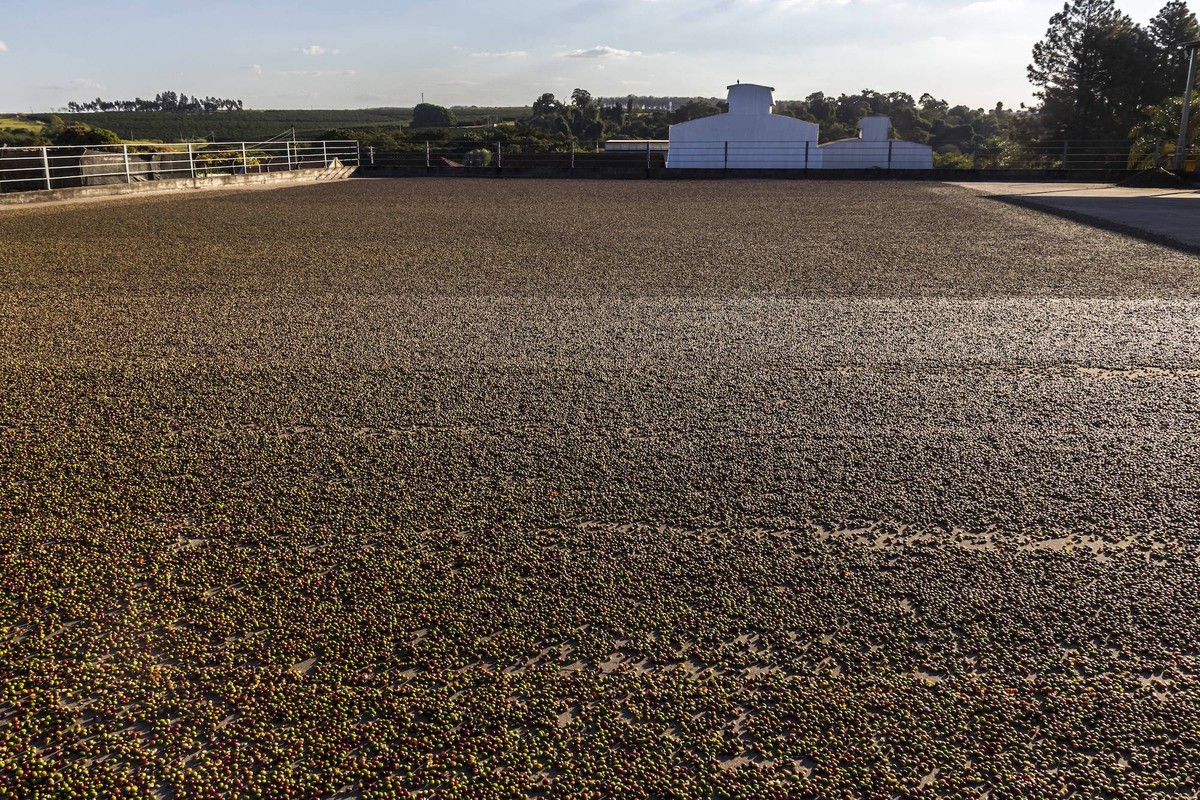 Plantation de café au Brésil: séchage des grains de café au soleil