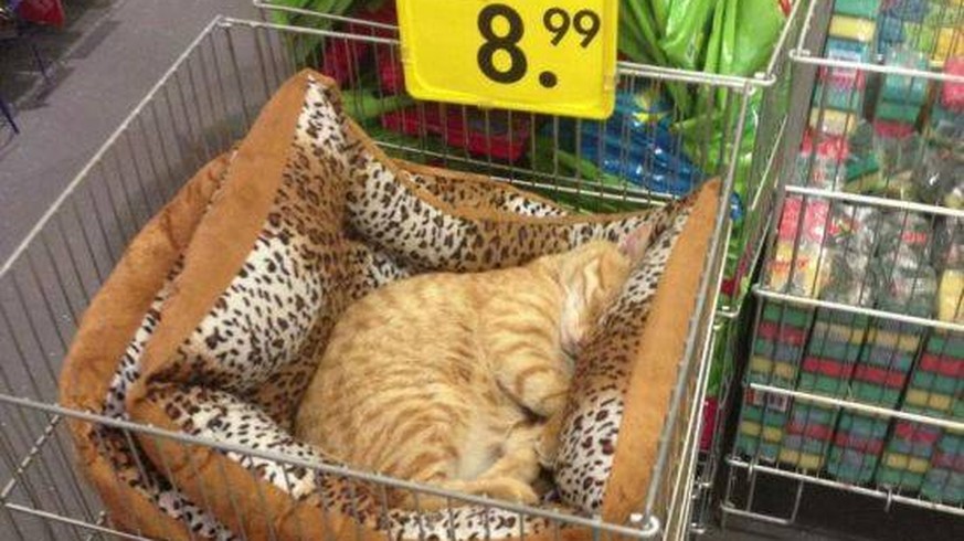 30 süsse Katzen, die an lustigen Orten schlafen