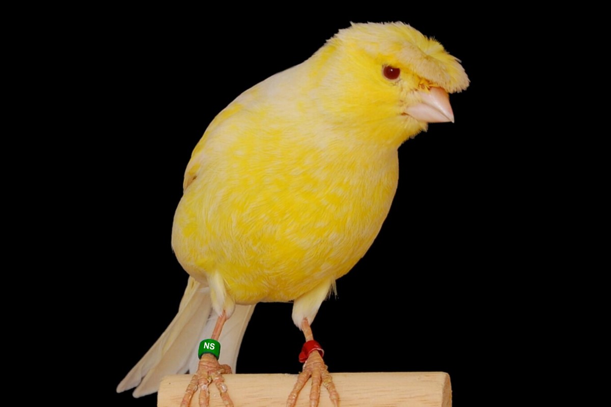 Kanarienvogel mit Haube
https://commons.wikimedia.org/wiki/File:Deutsche-haube_satinet_gelb_schimmel.jpg