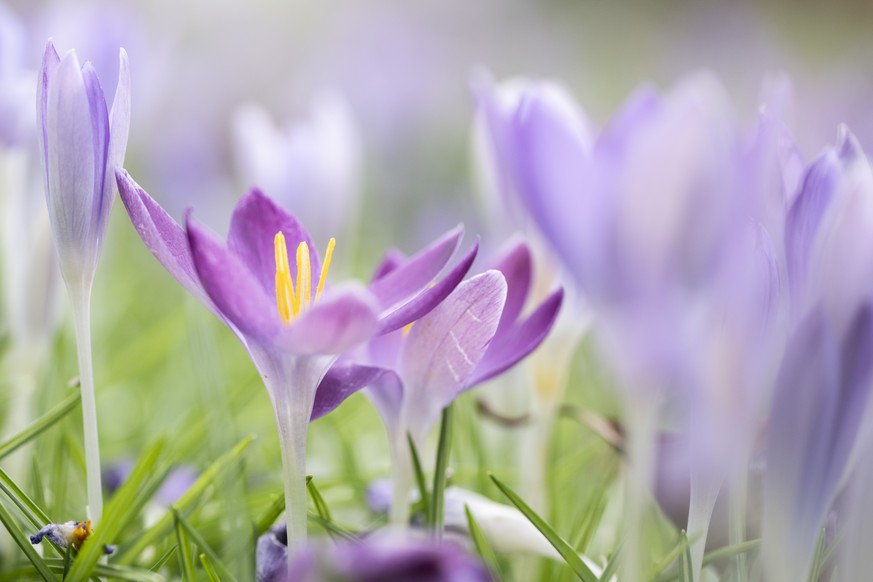 Krokusse bluehen auf einer Wiese, aufgenommen am Freitag, 23. Februar 2024 in Zuerich. (KEYSTONE/Ennio Leanza)