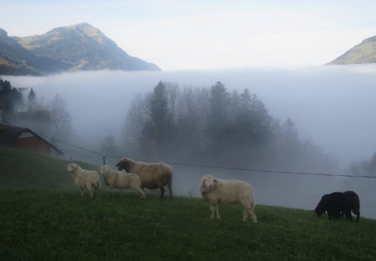 Rauszeit Ferien auf dem Bauernhof Schweiz