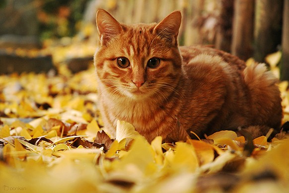 Schöne Katzen im Herbst mit viel Laub
http://s7.favim.com/orig/150809/autumn-cat-fall-leaves-Favim.com-3085117.jpg