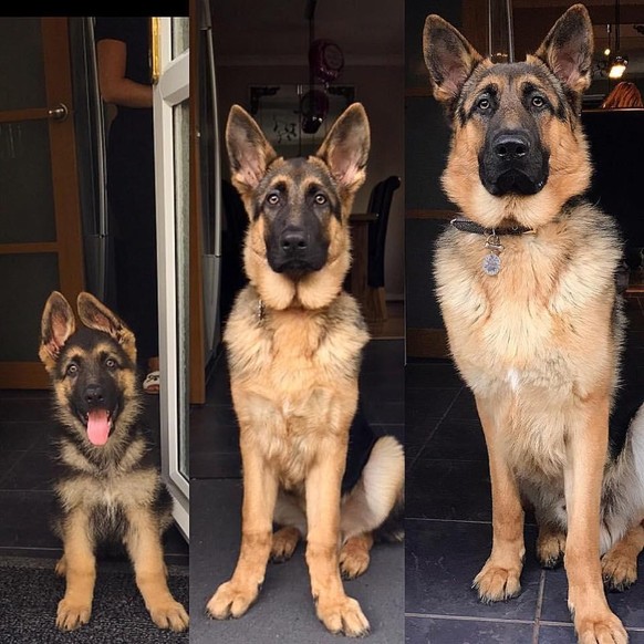 cute news tier hund

https://www.reddit.com/r/rarepuppers/comments/1gwwx3y/they_grow_up_so_fast/