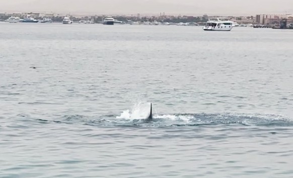 Der tödliche Haiangriff von Hurghada auf einen russischen Touristen ging im Juni um die Welt.