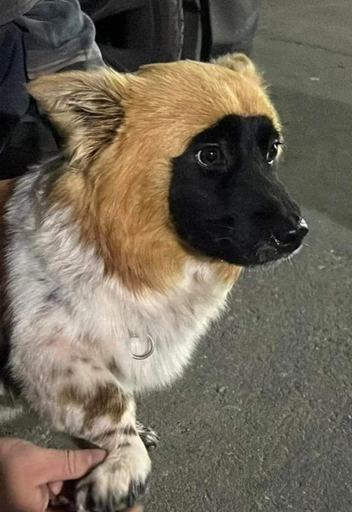 cute news tier corgi

https://www.reddit.com/r/Animal/comments/1fyz7nj/i_need_another_name_for_hoody_hes_an_agent_now/