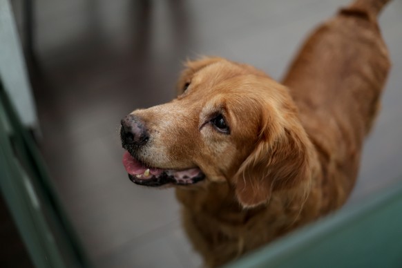 epa11505412 A Golden Retriever visits pet pool &#039;Dreamland&#039;, in Kolkata, India, 29 July 2024. This is the only pet pool for Kolkata pet lovers that was introduced four months ago. The pool is ...