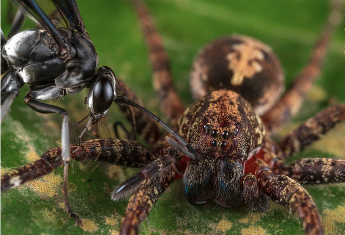 Wildlife Photographer of the Year People’s Choice Award, Spinne