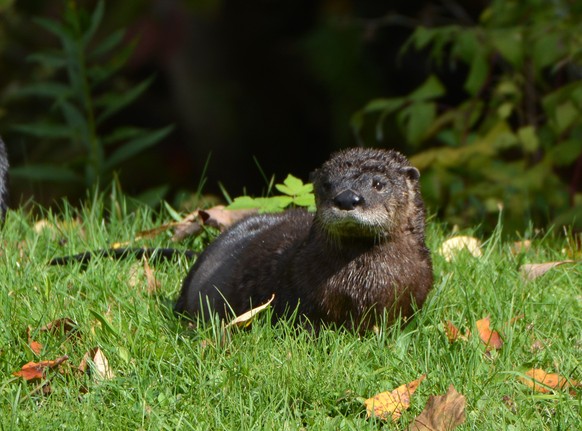 Otter