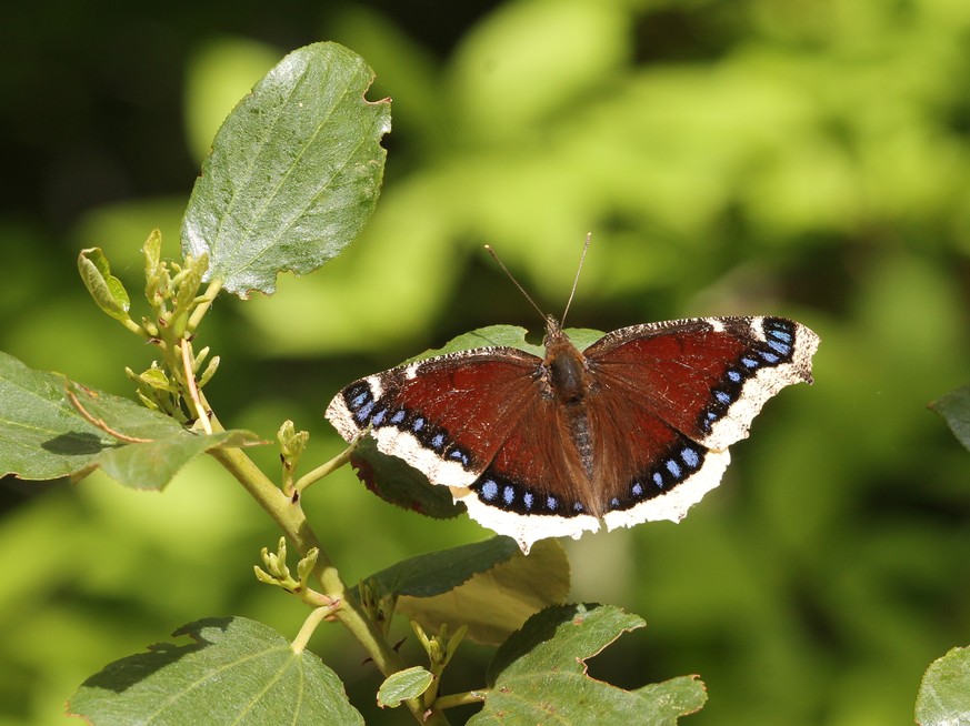 Trauermantel Schmetterling