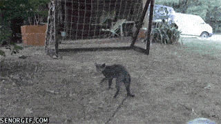 Animiertes GIF