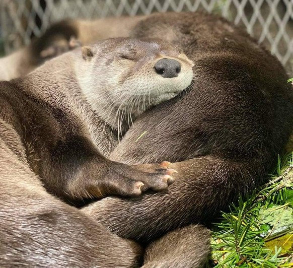 otter otten cute news

https://www.reddit.com/r/Otters/comments/qlvd3s/snoozing/