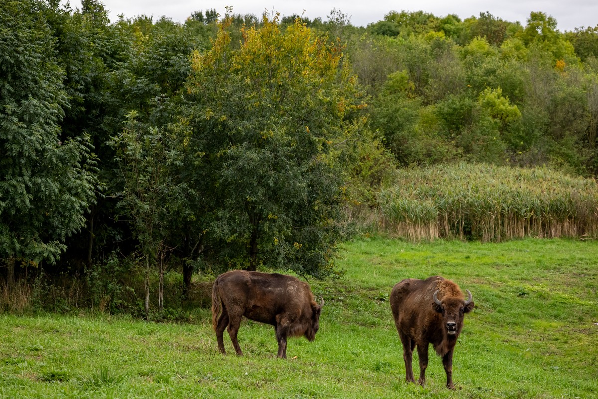 epa12444514 European bisons roam in a fenced area run by Prague Zoo, on the outskirts of Prague, Czech Republic, 10 October 2025. Three females and one bull of the European bison, Europe's larges ...