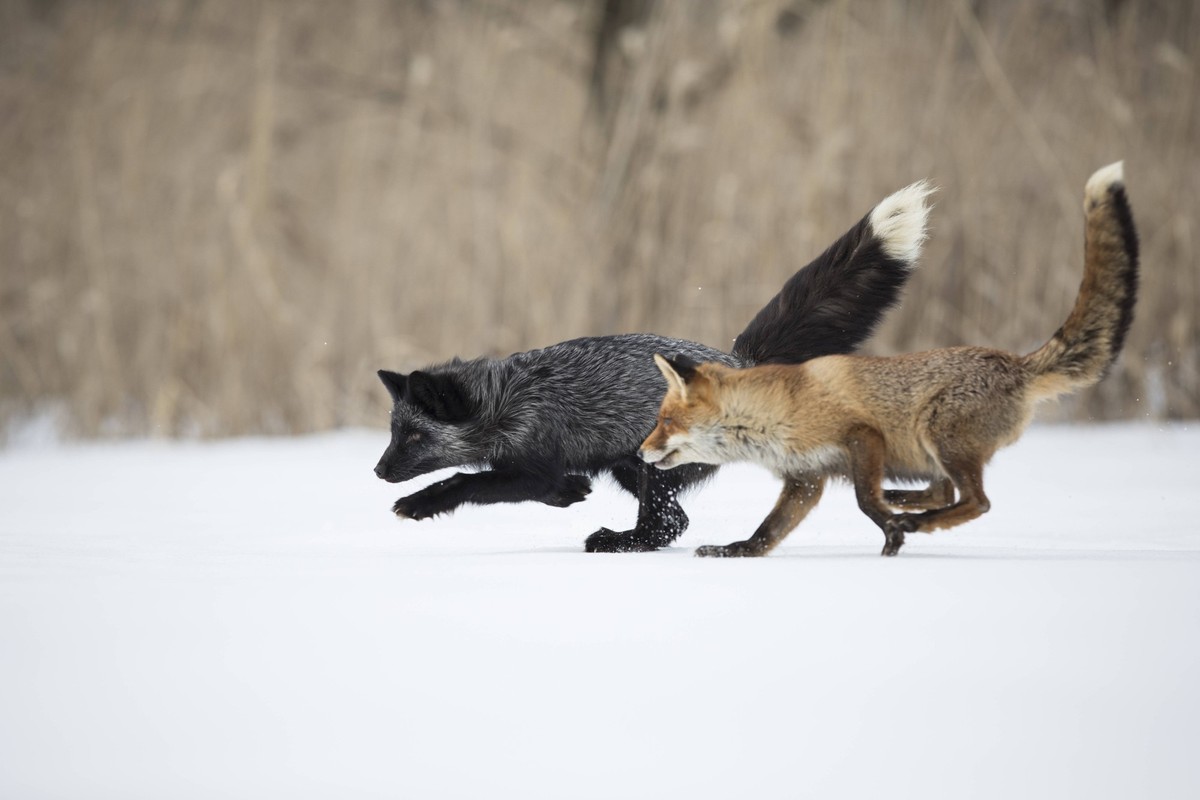 Rotfuchs und Silberfuchs,Vulpes vulpes, red fox and silver fox Rotfuchs und Silberfuchs,Vulpes vulpes, red fox and silver fox Copyright: xZoonar.com/BoschxMarcusx 17095449