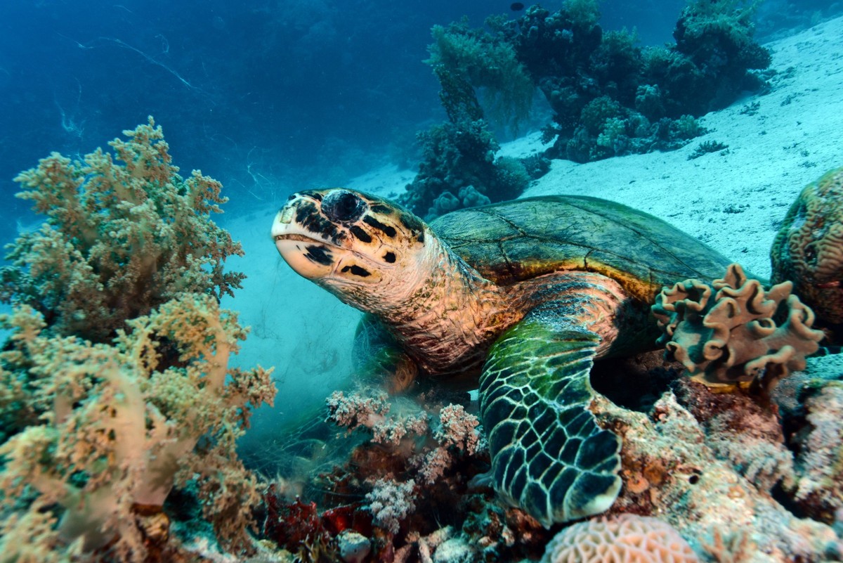 World Turtle Day: Raising Awareness and Protecting Turtles RED SEA, EGYPT - ARCHIVE: A file photo dates February 18, 2024 shows Sea turtle swimming as Tahsin Ceylan, underwater image director and docu ...