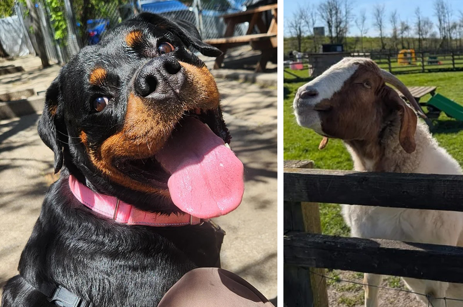 Diese 27 lustigen und knuffigen Tierbilder versüssen dir den Start ins Wochenende