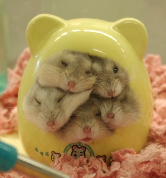 Hamsterhaus
Cute News
http://imgur.com/gallery/ldoCX