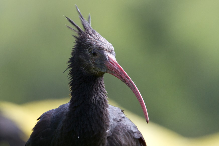 Pate eines Waldrapps werden? Das ist auf waldrapp.eu möglich.