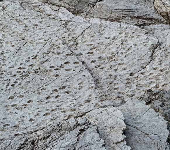 dino spuren Italien / Dolomiten / Nord Italien Dinaosaurier abdrücke