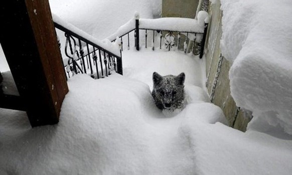 Kleiner Fuchs im Schnee
Cute News
https://imgur.com/gallery/dJ76XMH