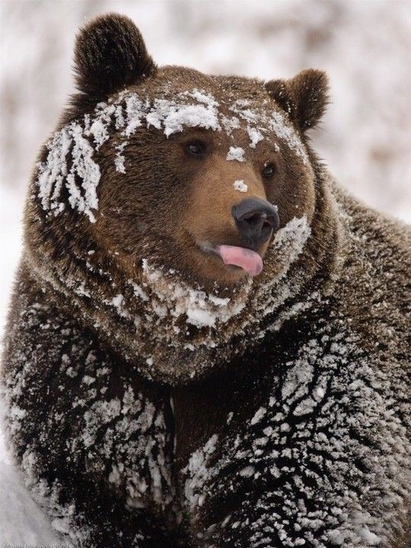 cute news tier bär

https://ch.pinterest.com/pin/1121888957175525819/