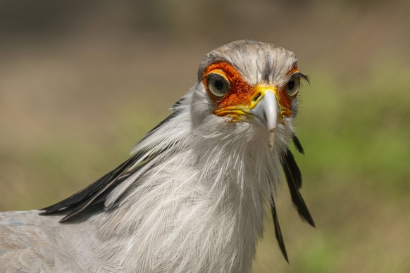 Der Kopf eines Sekretärs Sagittarius serpentarius im Tierpark Berlin-Friedrichsfelde. Diese großen Greifvögel leben auf dem afrikanischen Kontinent südlich der Sahara. *** The head of a secretary Sagi ...