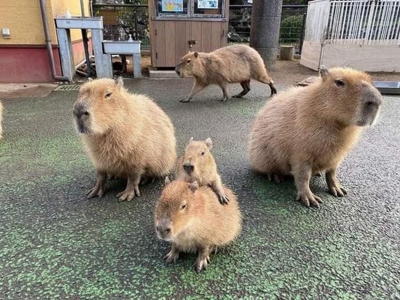 cute news tier capybara

https://www.reddit.com/r/capybara/comments/1ffib3s/capybara_family/