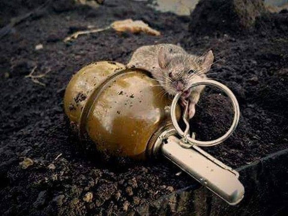 Maus mit einer Handgranate. Wieso auch nicht ...
Cute News
https://imgur.com/gallery/ww1US