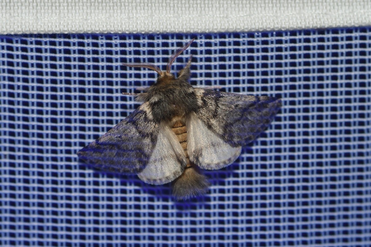 Eichenprozessionsspinner, Eichen-Prozessionsspinner Thaumetopoea processionea, sitzt auf einem Leuchttuch in zum Nachweis von Nachtfaltern, Deutschland, NRW oak processionary moth Thaumetopoea process ...