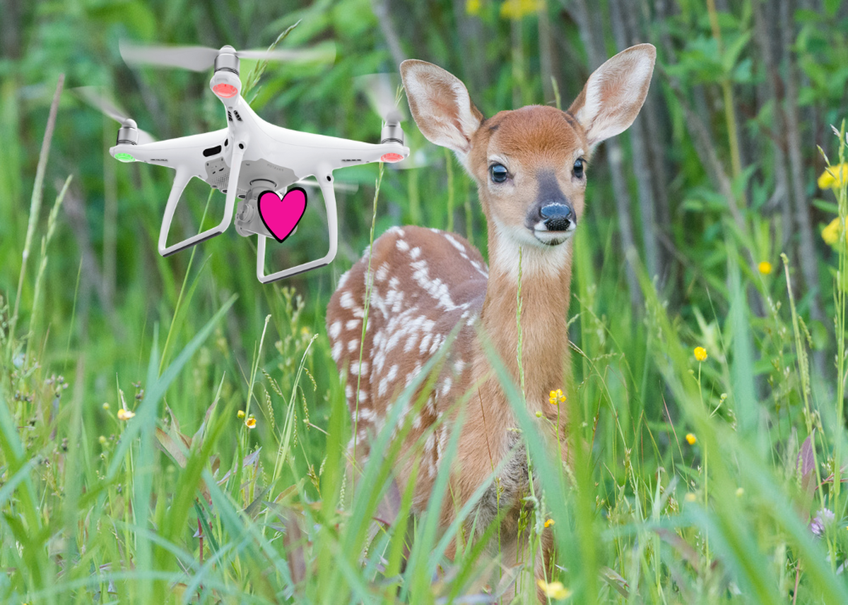 6000 faons ont été sauvés de la mort en Suisse grâce aux drones