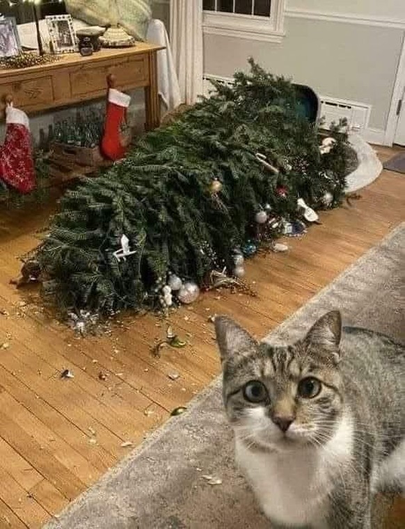 cute news tier katze weihnachten

https://www.reddit.com/r/funny/comments/1h5ukbo/caught_in_the_act/