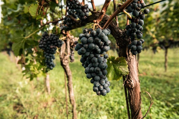 Fabio del Pietro, Direktor Terreni alla Maggia (Brille) und Giuseppe Spagnuolo, Winzer, (Bart) produzierten den ersten Bio Wein des Castello del Sole, hier bei der Degustation am Montag (20.9.2021) im ...