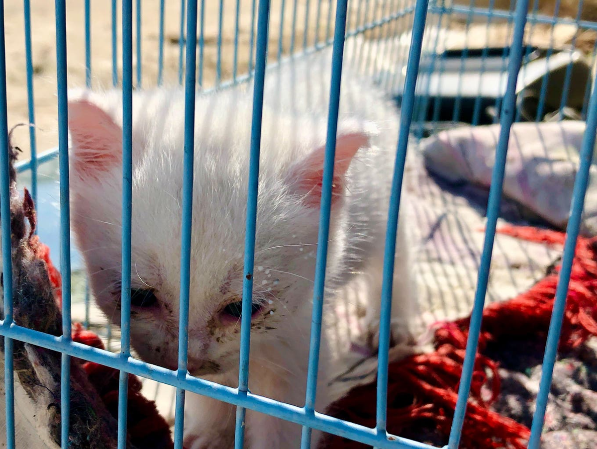 La Protection suisse des animaux n'arrive pas à sortir des gros titres négatifs.