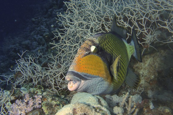 Riesen-Drückerfisch Balistoides Viridescens Giant triggerfish Balistoides viridescens Copyright: imageBROKER/SunbirdxImages iblmup13671817.jpg Bitte beachten Sie die gesetzlichen Bestimmungen des deut ...