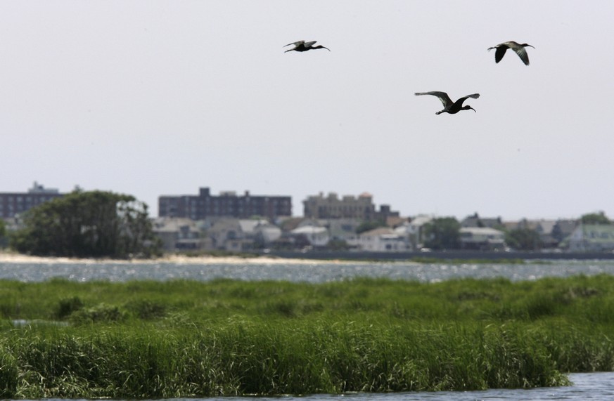 A trio of glossy ibis fly over the marshes of Jamaica Bay in New York, Thursday, June 21, 2007. Experts disagree on the reasons, but the marshes are dying off and advocates say unless more is done to  ...